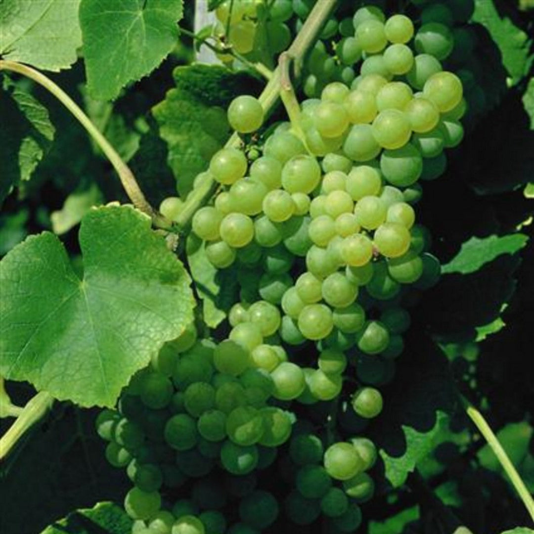 Lakemont Seedless Grape Vine | Pixies Gardens