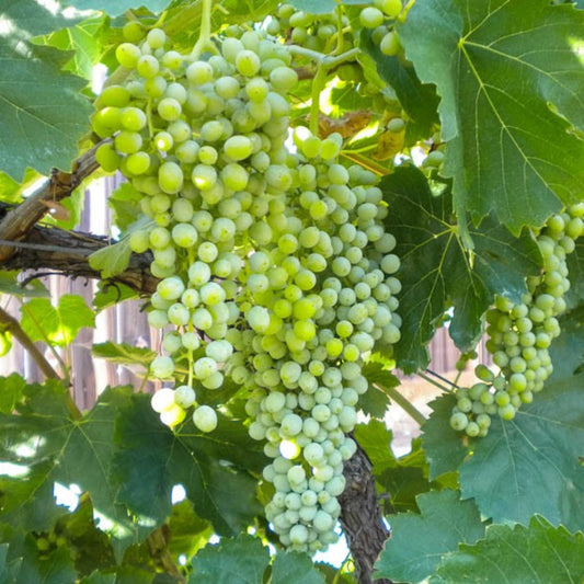 White seedless table grapes on grape vine