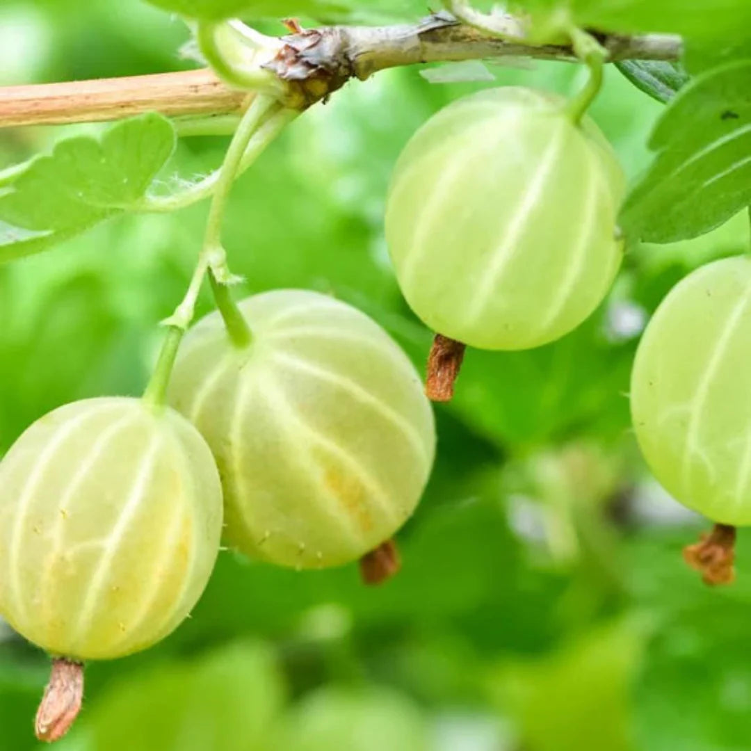 Cluster of bright green gooseberries hanging from branch