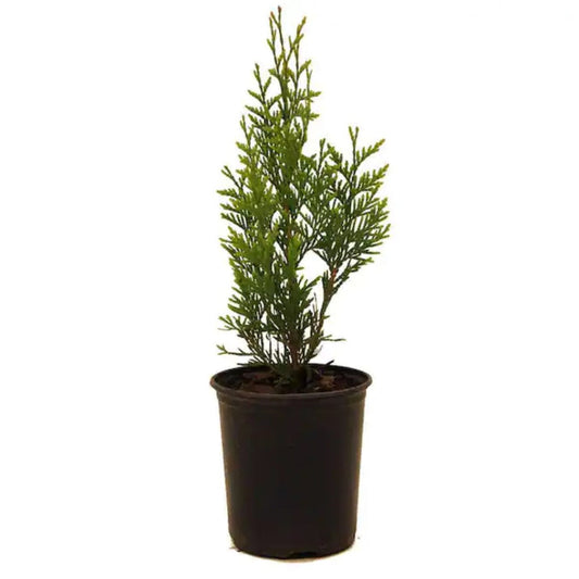 Fast growing Green Giant Thuja evergreen tree