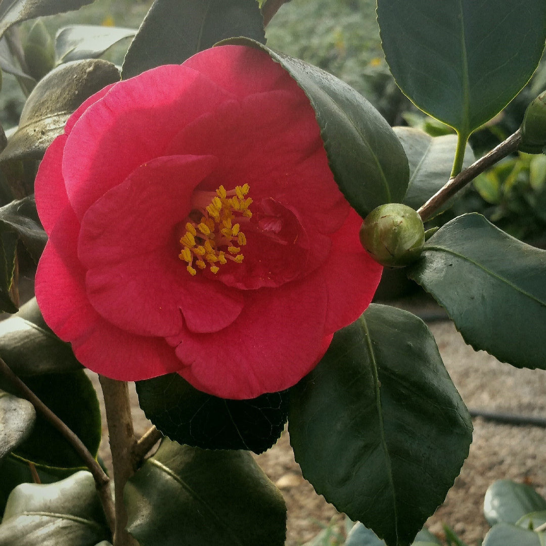 Greensboro Red Camellia plant in bloom with bright red camellia flowers and clean foliage