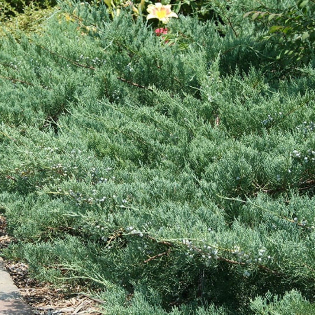Grey Owl Juniper – juniper