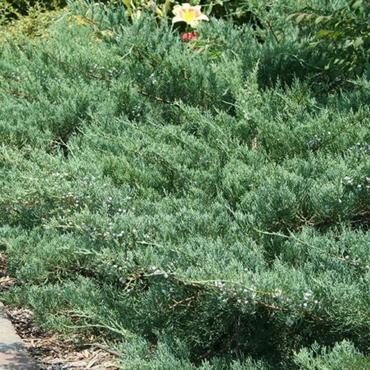 Grey Owl Juniper – juniper