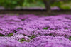 GroundCover Multipack