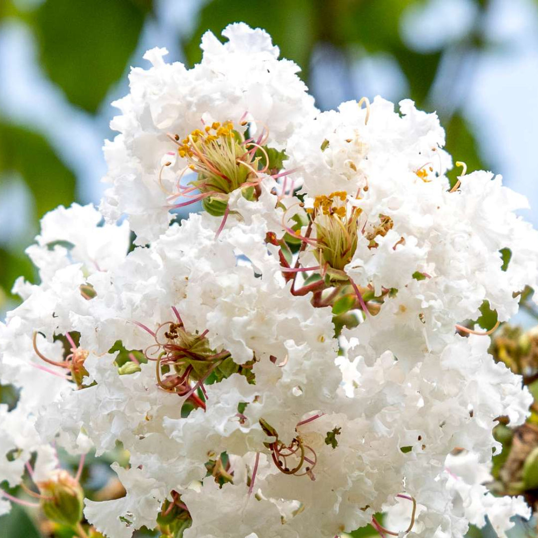 Acoma White Crape Myrtle tree featuring graceful arching branches and soft white blooms