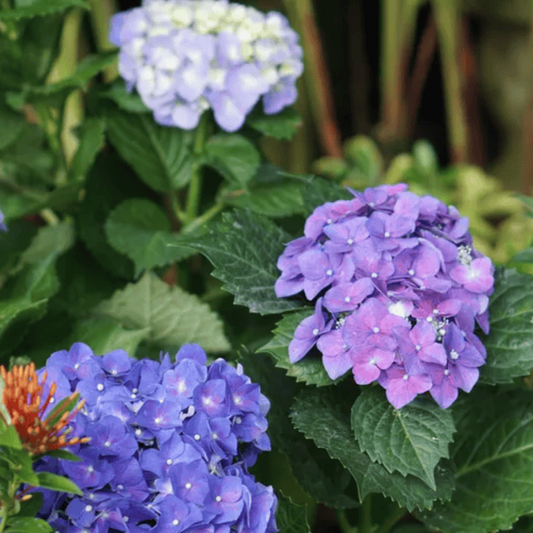 Endless Summer Hydrangea – Original Reblooming Hydrangea | Zones 4–9 live plant for landscaping and home gardens