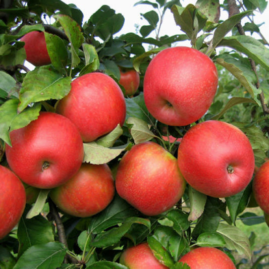 Growing Honeycrisp apple tree with healthy green leaves in a garden setting