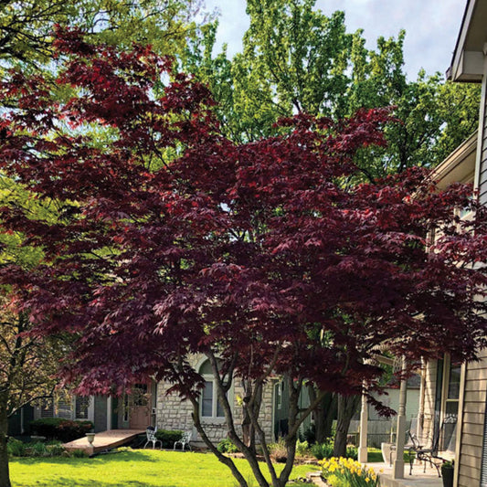 Beni Shi En Japanese Maple – ornamental plant