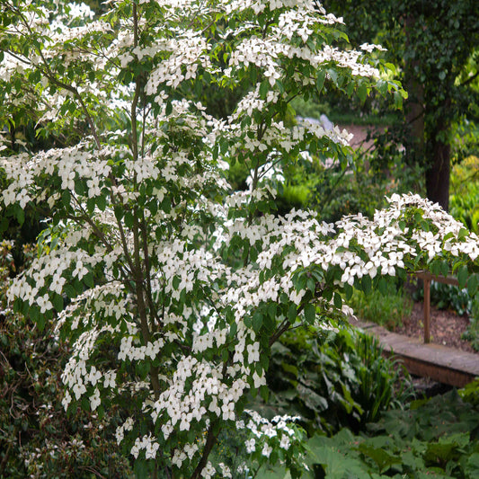 White flowering Kousa Dogwood growing outdoors