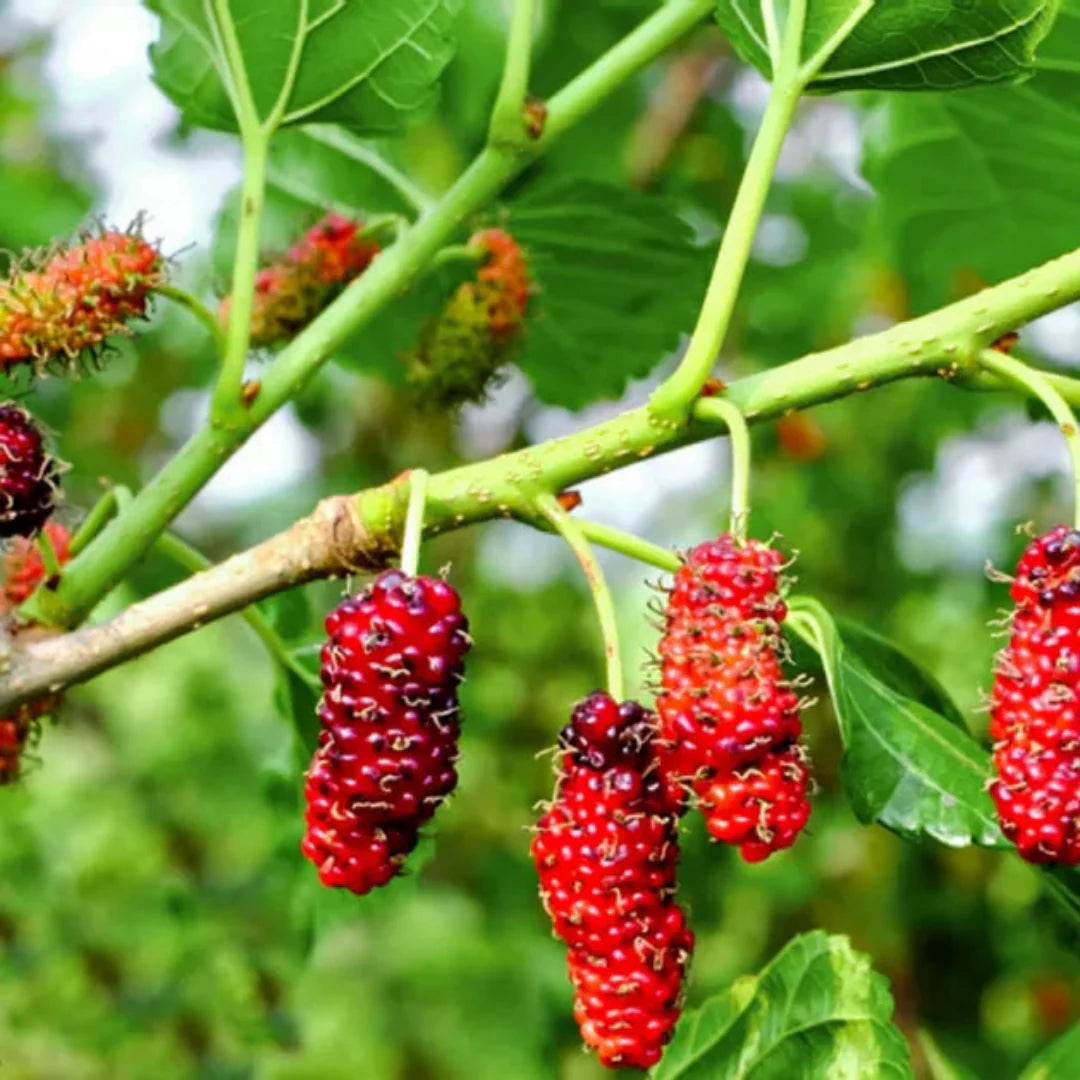RED MULBERRY - Nutritional Powerhouse, Native Plant