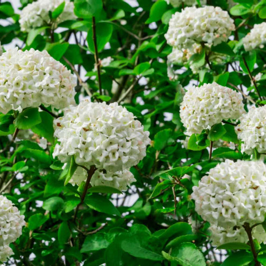 Growing Shakaz Viburnum Shrub in Garden with Healthy Green Foliage