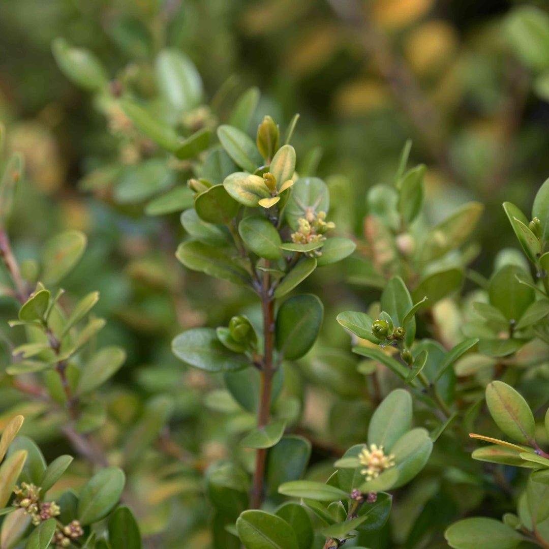 Growing Winter Gem Boxwood plant showing healthy compact hedge structure