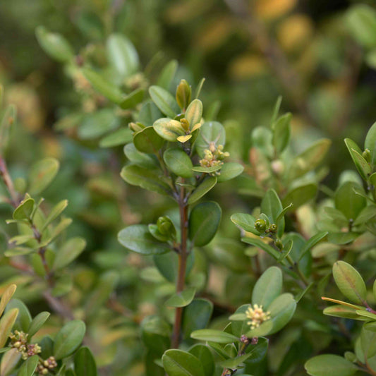 Growing Winter Gem Boxwood plant showing healthy compact hedge structure