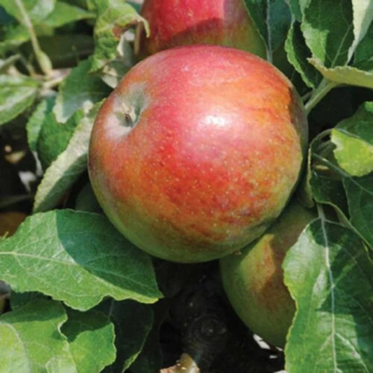 Branch of Dolgo crabapple with small red fruit in garden setting