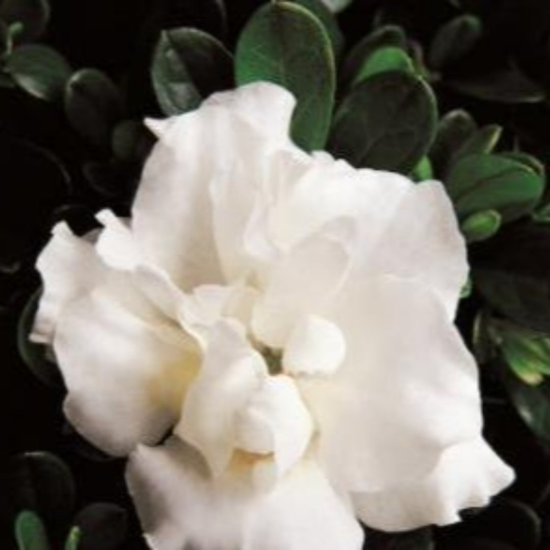 Azalea X 'Hardy Gardenia'