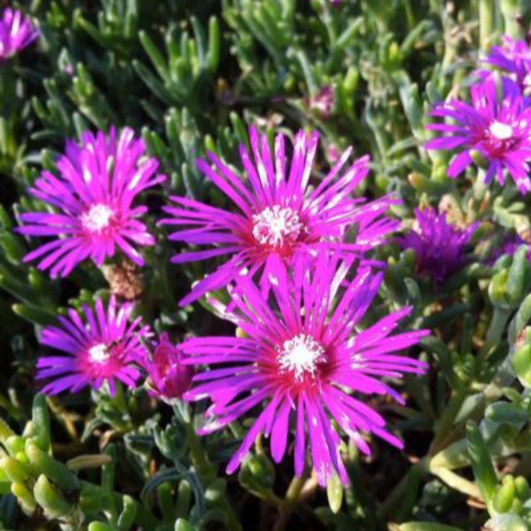 Delosperma Cooperi(Hardy Ice Plant)-Purplish Pink Blooms