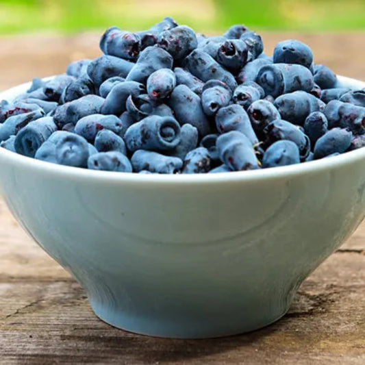 Berry Blue haskap berries growing on a productive honeyberry plant during early season harvest