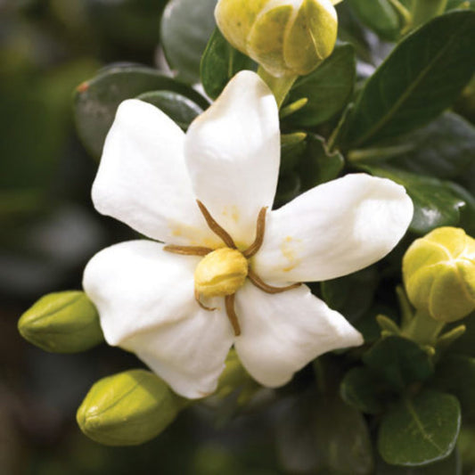 Echo Heaven Scent Gardenia with white fragrant flowers