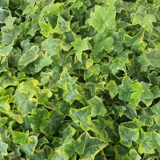 Gold Child' Gold Variegated Ivy 10 count flat of 4" pots – evergreen
