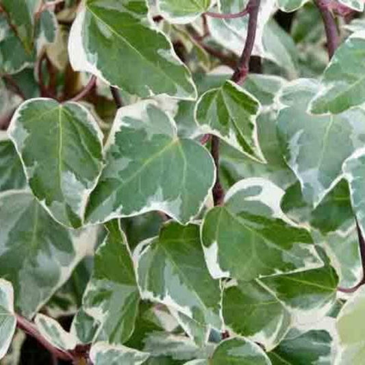 Hedera Algeriensis 'Gloire De Marengo Ivy' – groundcover