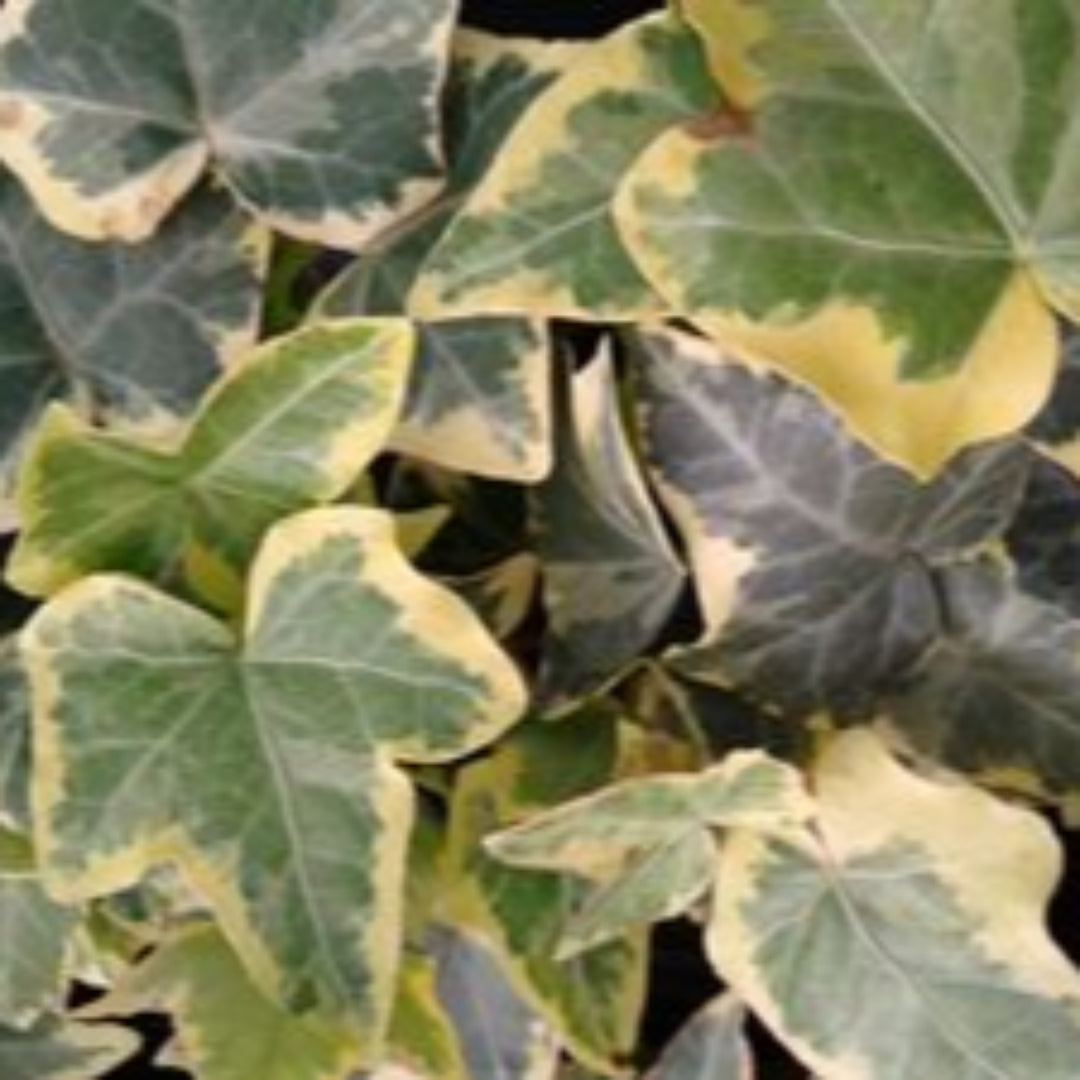 (4 Inch Round Pot/10 Count Flat) Hedera Helix Gold Child Ivyhas Variegated Leaves with a Lobed, Ivy Shape and Heart-Shaped Base.