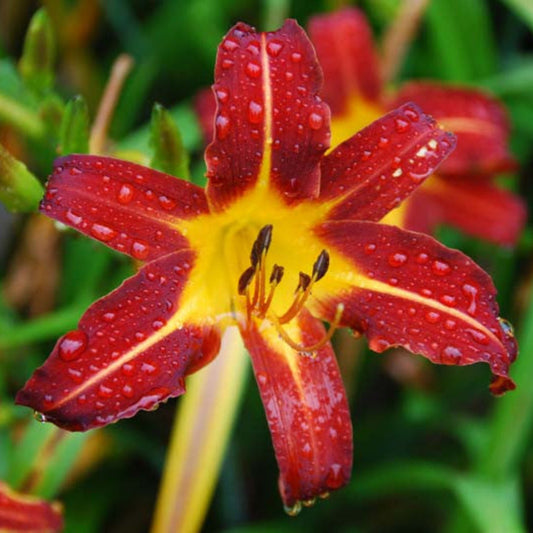 Autumn Red Daylily with vibrant red blooms