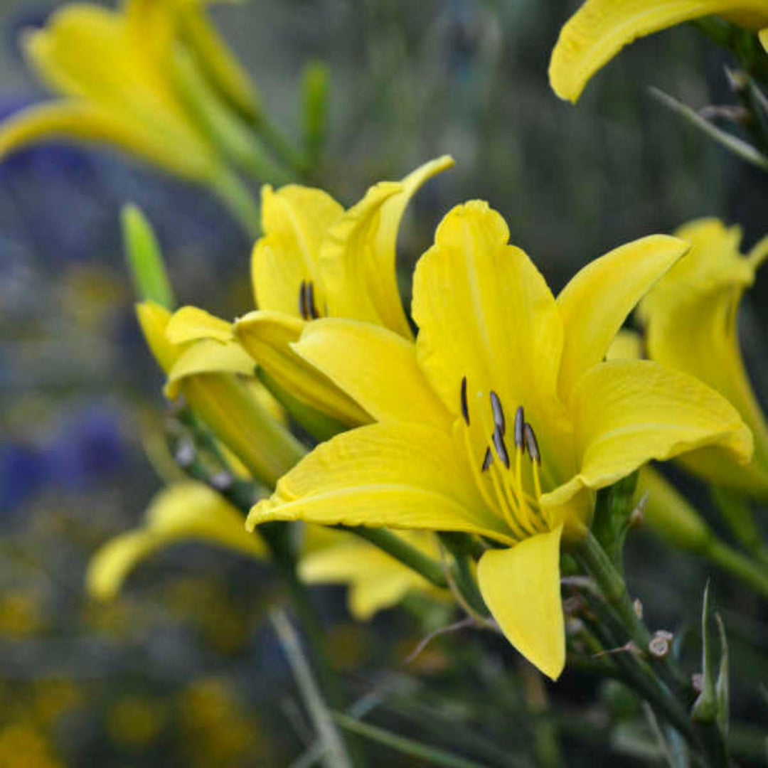 Bundle of Hyperion Daylily perennial plants
