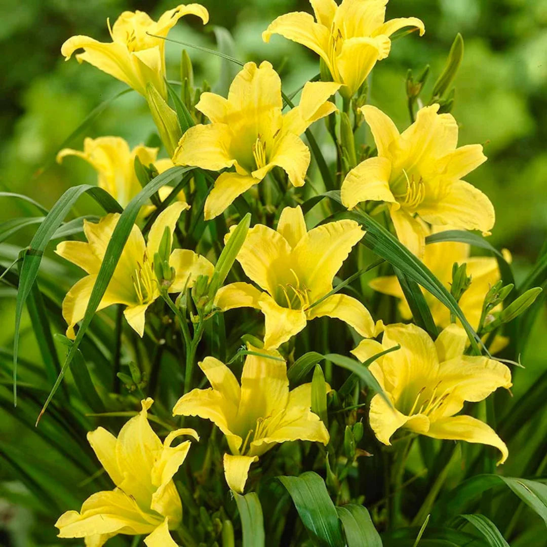 Hemerocallis Hyperion reblooming daylily flower