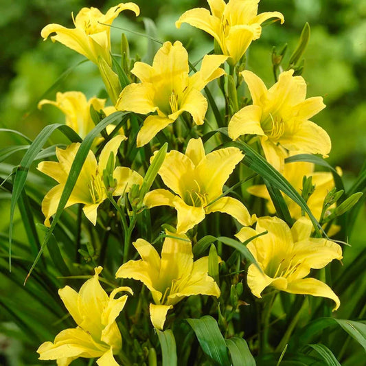 Hemerocallis Hyperion reblooming daylily flower