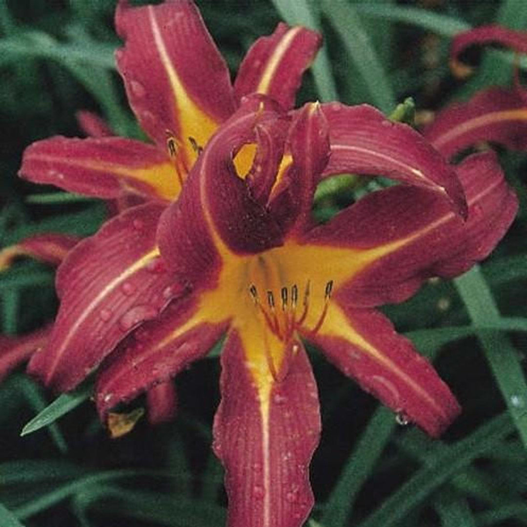 Hemerocallis Sammy Russell Daylily perennial plant