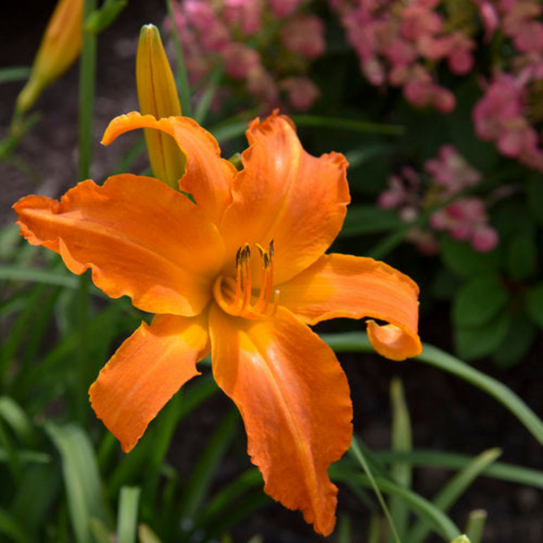 (1 Gallon) Hemerocallis Rainbow Rhythm Primal Scream Daylily Proven Winners®