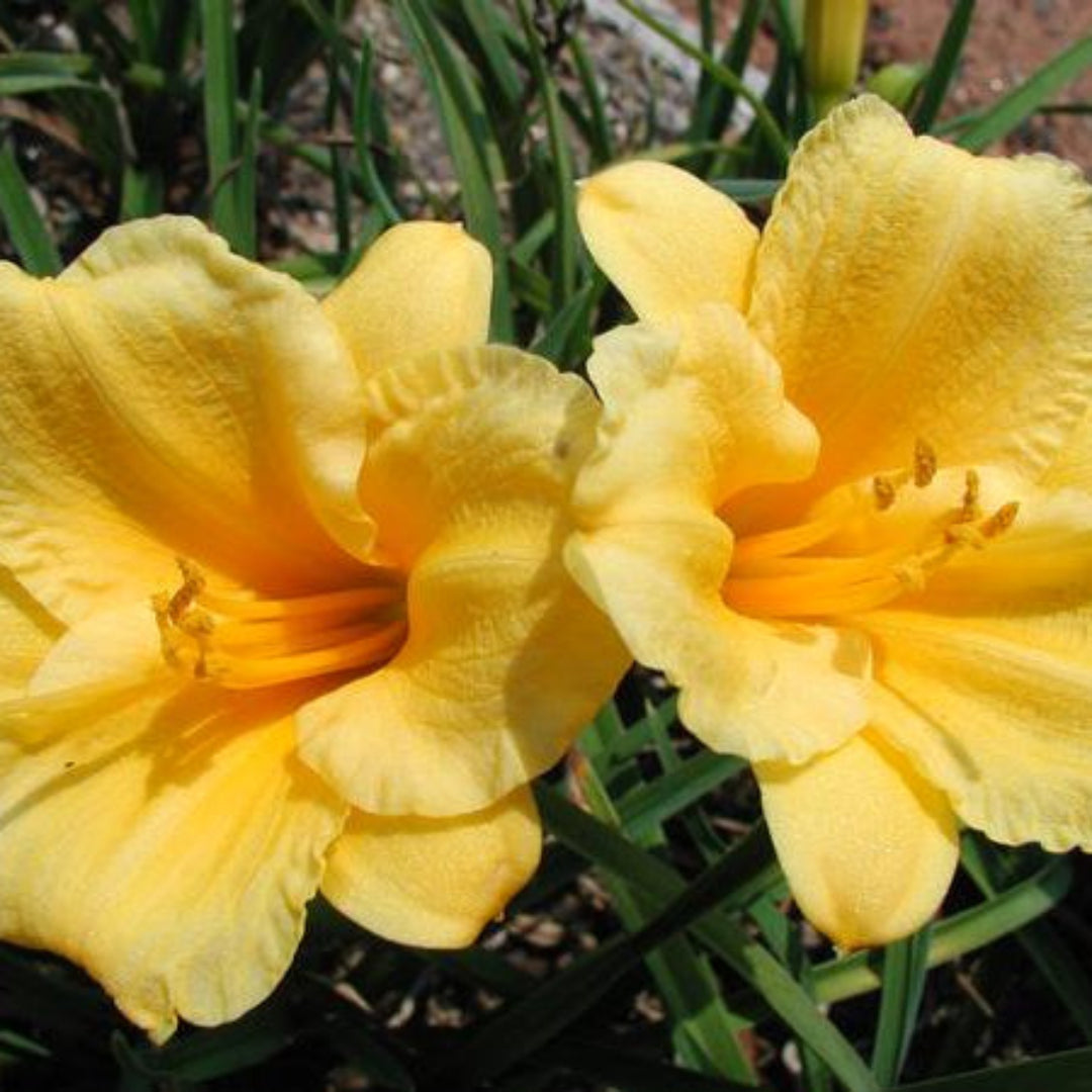 Stella D'Oro Daylily golden-yellow blooms