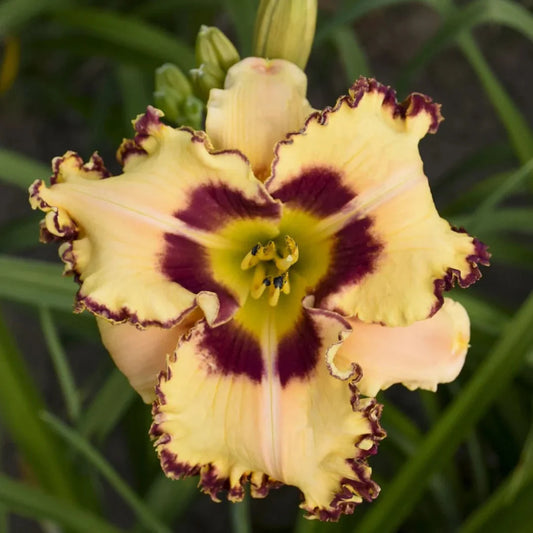King of the Ages Rainbow Rhythm Daylily – Large Lavender-Purple Rebloomer