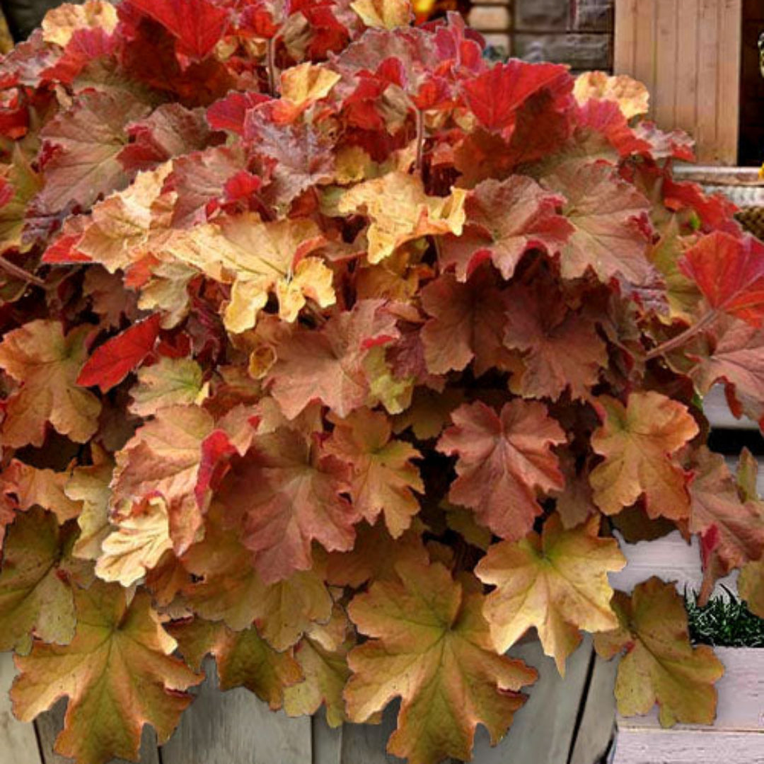 Heuchera Caramel Coral Bells live perennial plant