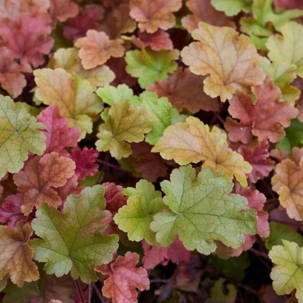 Heuchera Dolce™ 'Toffee Tart' (Coral Bells) - [EG]