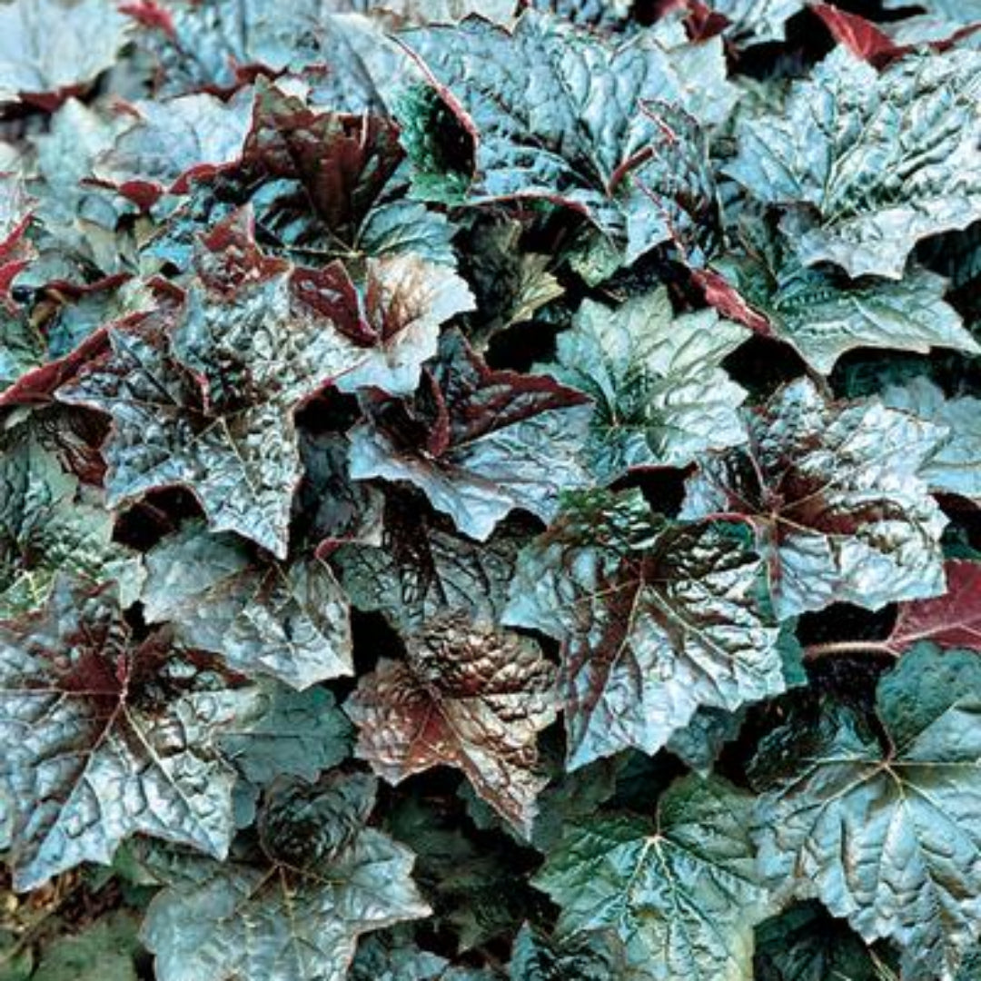 Heuchera Micrantha 'Palace Purple' Coral Bells