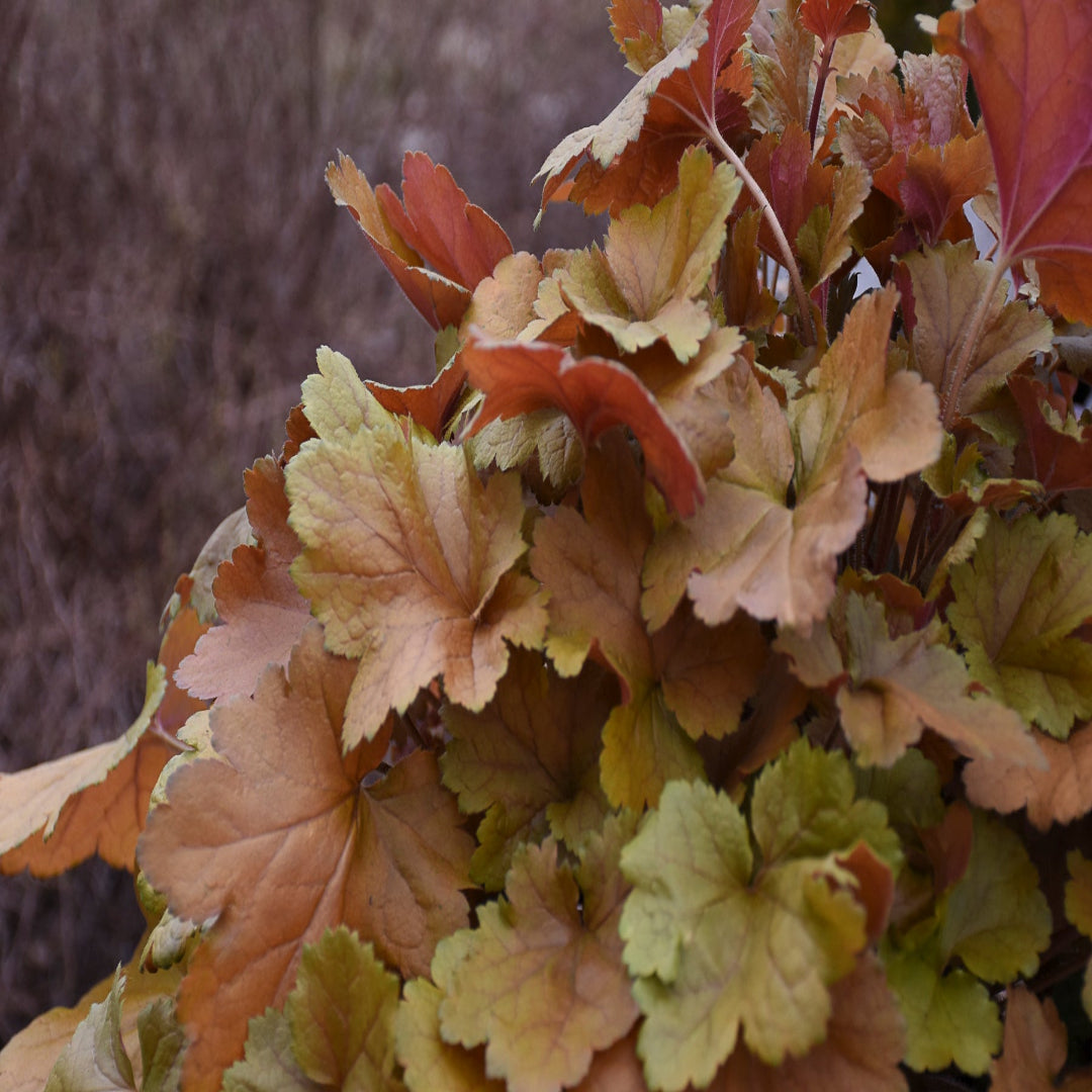 Heuchera Dolce™ 'Toffee Tart' (Coral Bells) - [EG]