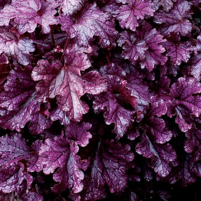 Heuchera 'Forever Purple' Coral Bells