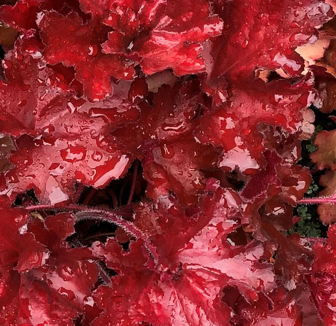 Heuchera 'Forever Red' Coral Bells