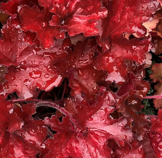 Heuchera 'Forever Red' Coral Bells
