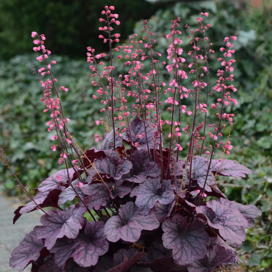 Heuchera 'Grape Timeless' Coral Bells – evergreen