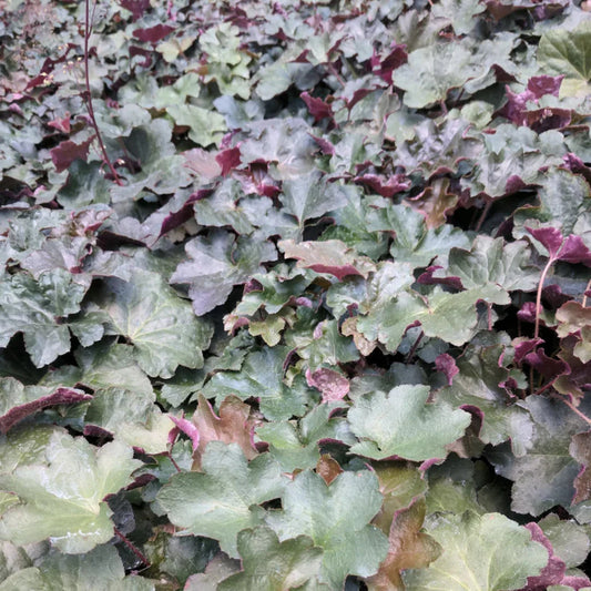 Heuchera Palace Purple Coral Bells perennial plant
