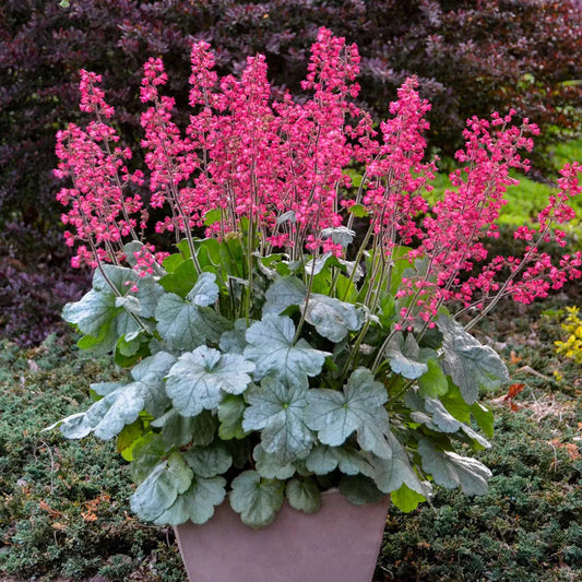 Heuchera Dolce 'Spearmint' Coral Bells
