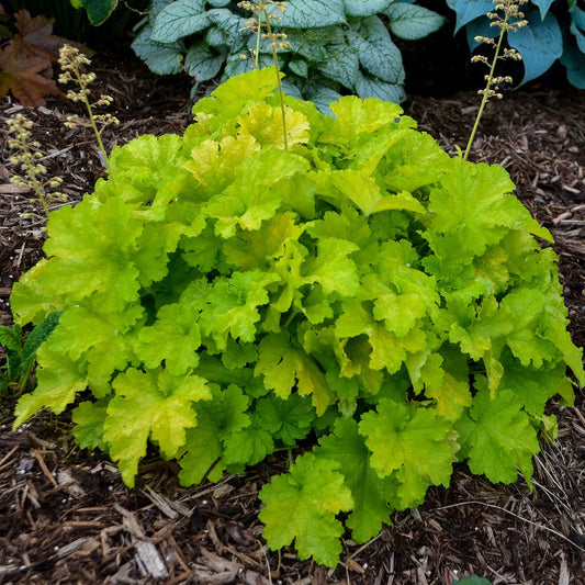 Heuchera 'Twist of Lime' Coral Bells – evergreen