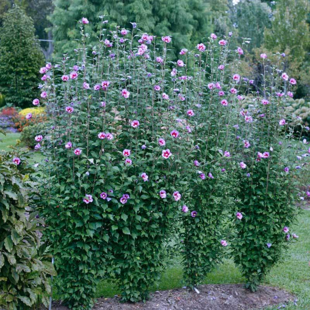 Tall Purple Althea flowering shrub