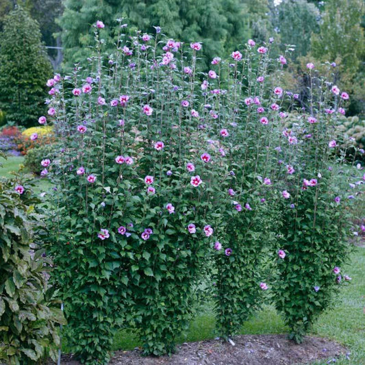 Tall Purple Althea flowering shrub