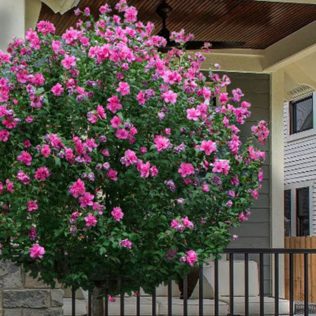 Hibiscus syriacus Lucy tree blooming with ruffled red-pink flowers