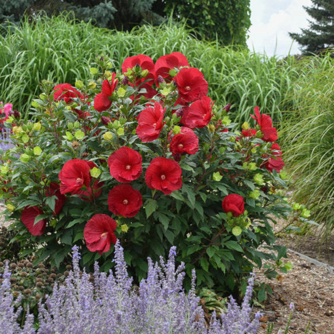 Hibiscus Cranberry Crush
