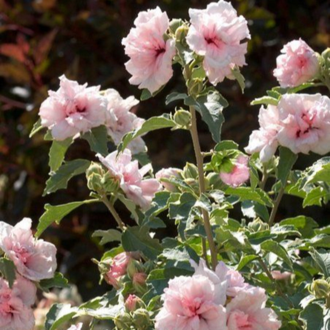 Strawberry Smoothie Hibiscus bloom with layered pink and red tones in bright sunlight