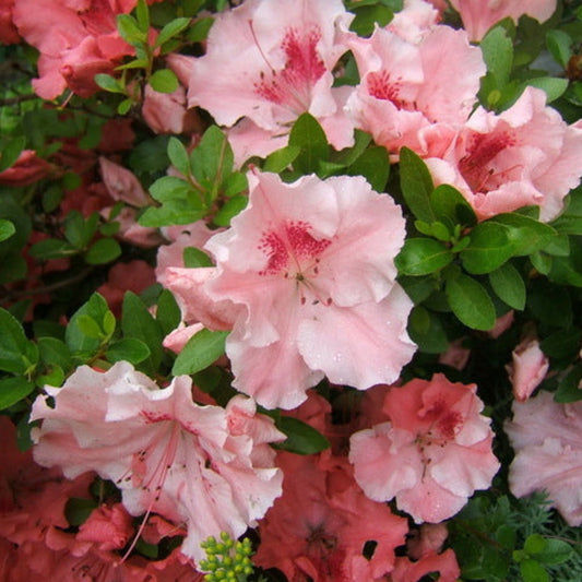 Hilda Niblett azalea shrub with soft pink spring blooms in garden landscape